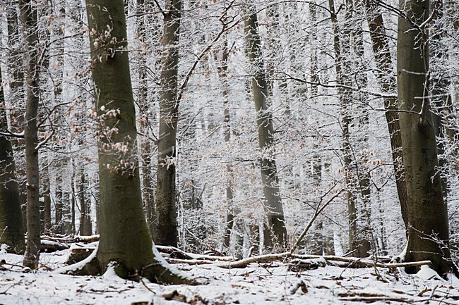 Beukenbos in de sneeuw, Beechforest in snow stock-image by Agami/Rob de Jong,
