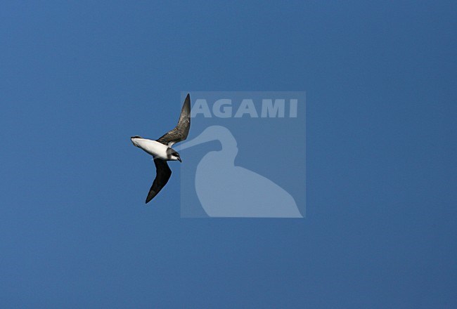 Donsstormvogel, Soft-plumaged Petrel, Pterodroma mollis stock-image by Agami/Marc Guyt,