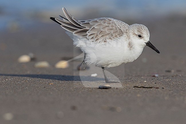 Drieteenstrandloper winterkleed Nederland, Sanderling winter plumage Netherlands stock-image by Agami/Wil Leurs,