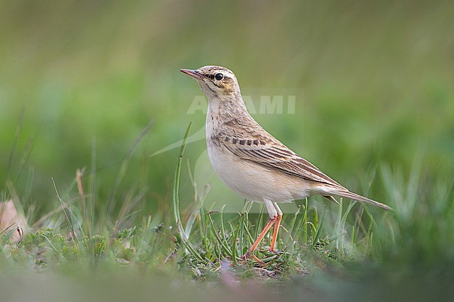 Adult Tawny Pipit (Anthus campestris) in Italy and perched in gras stock-image by Agami/Daniele Occhiato,