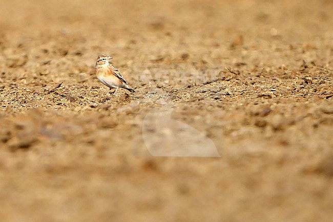 Mongolian Short-toed Lark, Calandrella dukhunensis, during autumn migration in Mongolia. Standing on the ground. stock-image by Agami/Dani Lopez-Velasco,