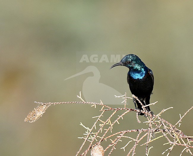 Male Purple Sunbird (Cinnyris asiaticus) in Oman. stock-image by Agami/Laurens Steijn,