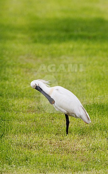 Lepelaar staand op gras, Eurasian Spoonbill perched in gras stock-image by Agami/Roy de Haas,