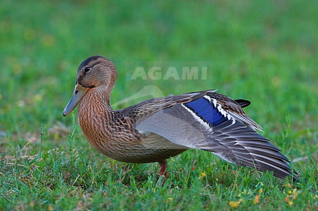 Mannetje Wilde Eend in eclipskleed; Male Mallard in eclips stock-image by Agami/Daniele Occhiato,