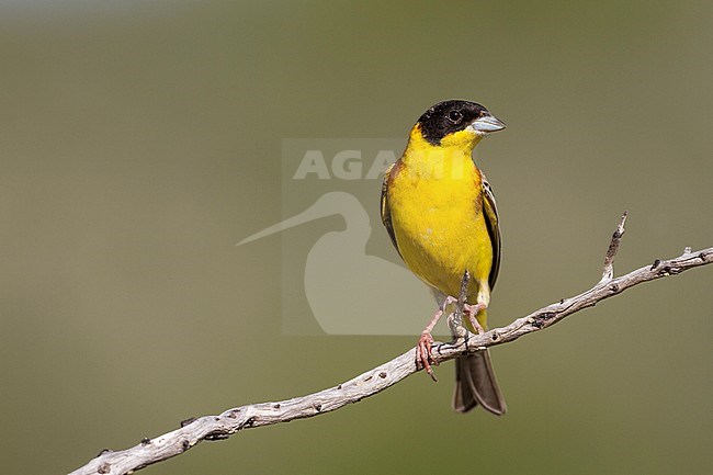 Black-headed Bunting - Kappenammer - Emberiza melanocephala, Cyprus, adult male stock-image by Agami/Ralph Martin,