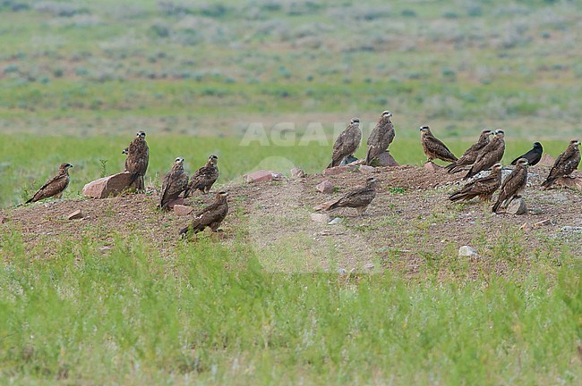 Group Zwartoorwouwen zittend tijdens migratie; Flock Black-eared Kite's (Milvus (migrans) lineatus) resting during migration stock-image by Agami/Arend Wassink,