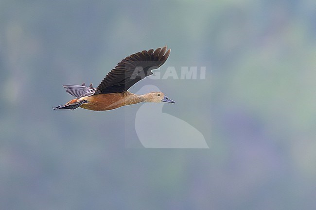 Lesser Whistling Duck, Dendrocygna javanica, in Thailand. stock-image by Agami/Sylvain Reyt,