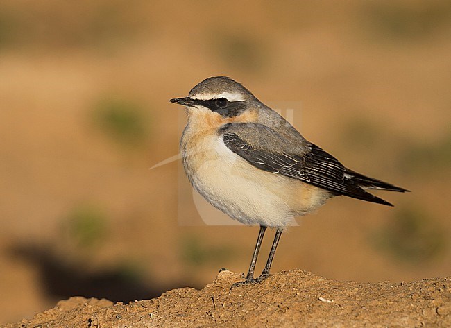 Northern Wheatear - Steinschmätzer - Oenanthe oenanthe, Morocco, adult male stock-image by Agami/Ralph Martin,