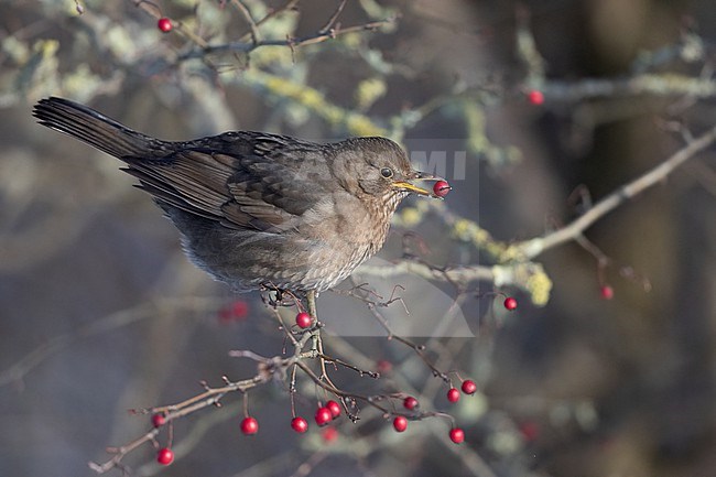 Adult female Common Blackbird (Turdus merula) eating berries at Rudersdal, Denmark stock-image by Agami/Helge Sorensen,