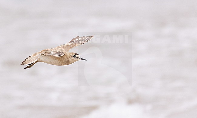 Vagrant Mountain Plover, Charadrius montanus, at Long Beach Conservation Area, Barnstable, Massachusetts, United States. stock-image by Agami/Ian Davies,