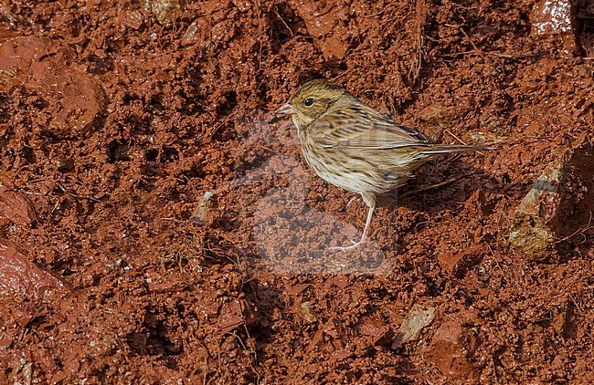 This bird was seen into hard rain/snow conditions. This is the 4th of his species to be found in Heligoland, Germany. stock-image by Agami/Vincent Legrand,