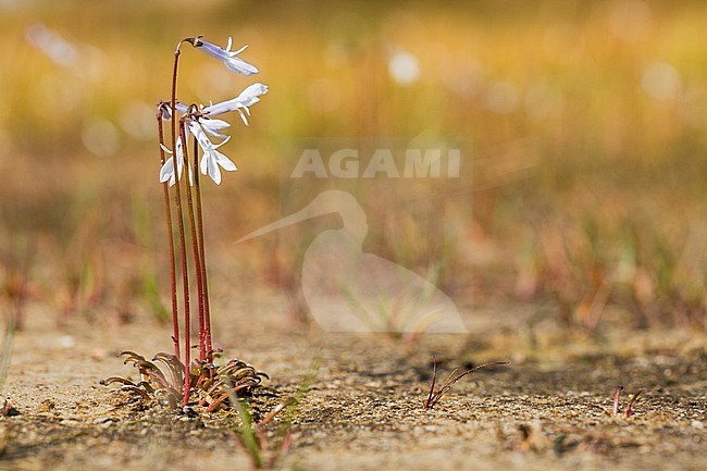 Waterlobelia, Water Lobelia stock-image by Agami/Wil Leurs,