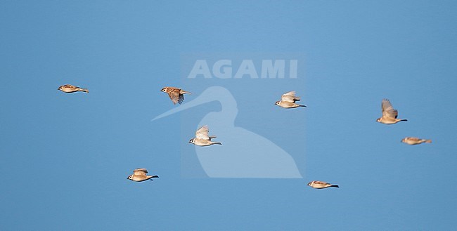 Flock of Eurasian Tree Sparrows (Passer montanus) migrating over inland site in the Netherlands. Seen from below. stock-image by Agami/Ran Schols,