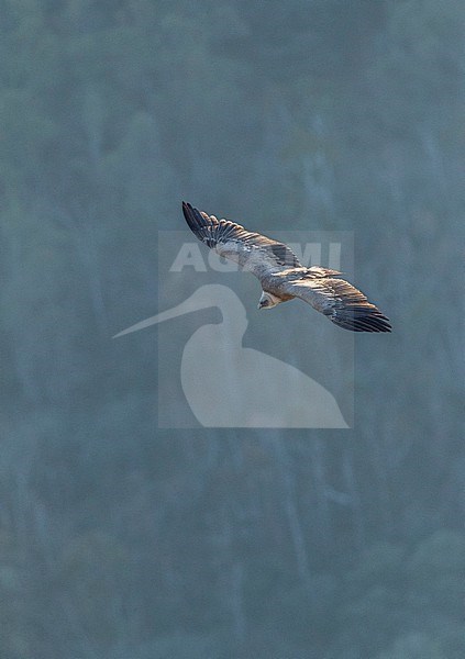 Griffon Vulture (Gyps fulvus) in the Extremadura in Spain. stock-image by Agami/Marc Guyt,