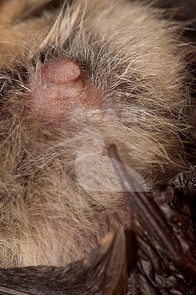 Penis van Grootoorvleermuis, Penis of Brown long-eared bat stock-image by Agami/Theo Douma,