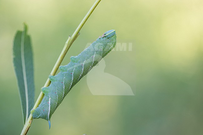 Smerinthus ocellata - Eyed hawk-moth - Abendpfauenauge, Germany (Baden-Württemberg), caterpillar stock-image by Agami/Ralph Martin,