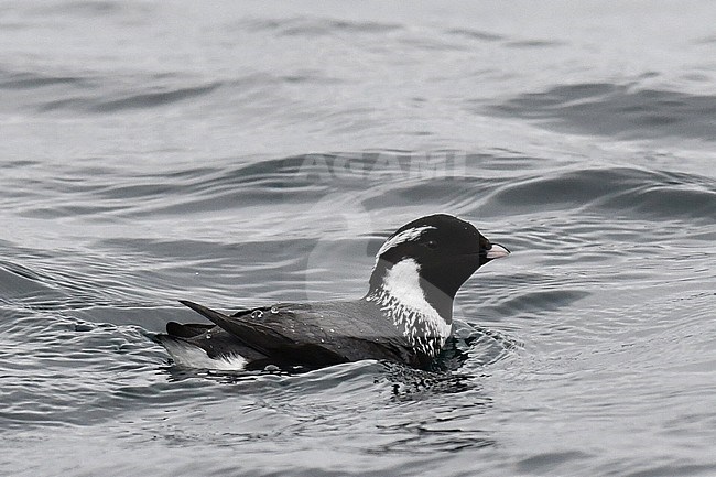 Ancient Murrelet (Synthliboramphus antiquus) swimming in pacific ocean near Ostrova Dve Gagary, Kuril islands in Russia. stock-image by Agami/Laurens Steijn,