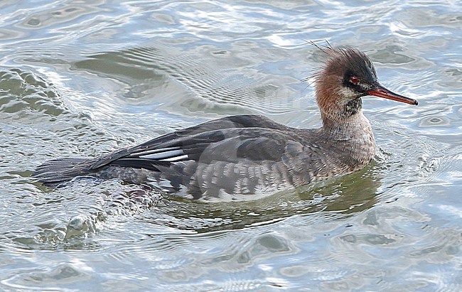 Red-breasted Merganser (Mergus serrator), adult female swimming, seen from the side. stock-image by Agami/Fred Visscher,