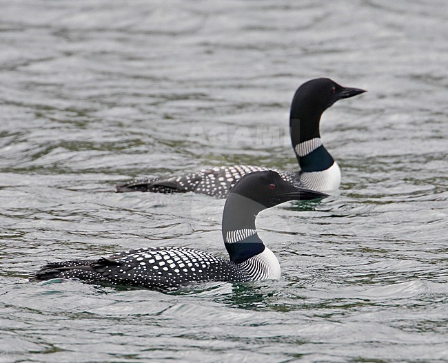 Great Northern Loon adult swimming; IJsduiker volwassen zwemmend stock-image by Agami/Markus Varesvuo,