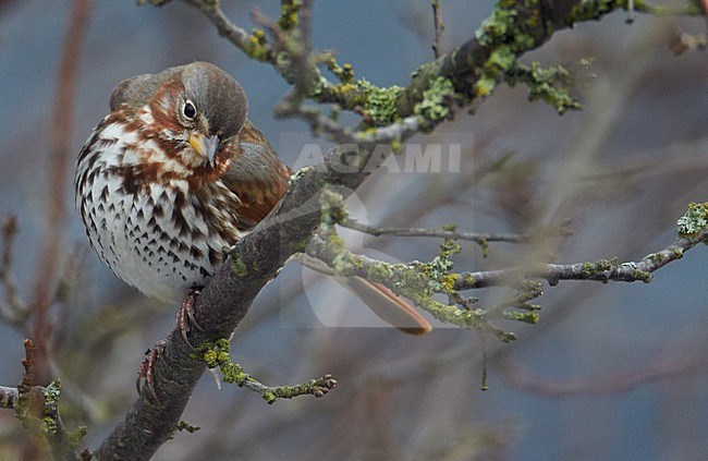 Roodstaartgors, Red Fox Sparrow stock-image by Agami/Markus Varesvuo,