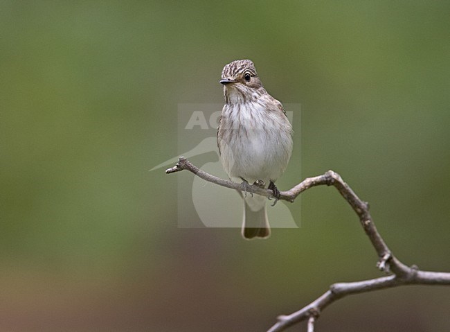 Spotted Flycatcher perched; Grauwe Vliegenvanger zittend stock-image by Agami/Jari Peltomäki,