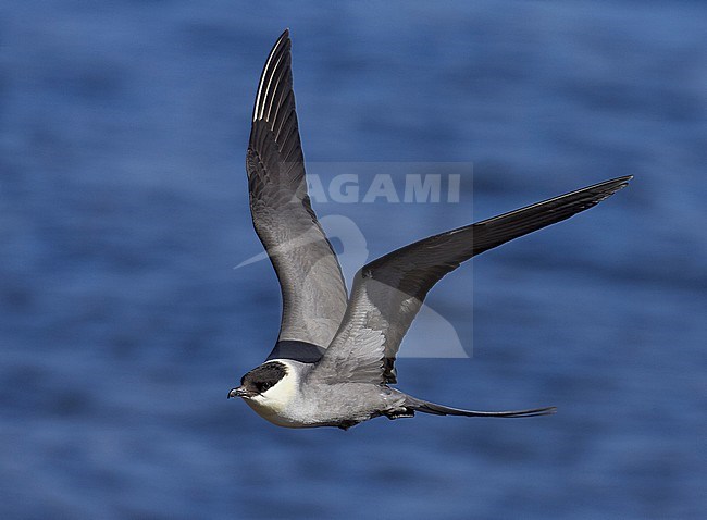 Long-tailed Skua (Stercorarius longicaudus) Norway June 2005 stock-image by Agami/Markus Varesvuo,