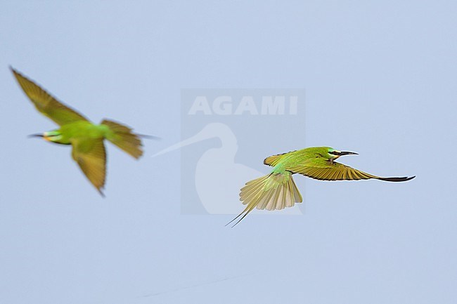 Blue-cheeked Bee-eater (Merops persicus ssp. persicus), Tajikistan, adult in flight stock-image by Agami/Ralph Martin,