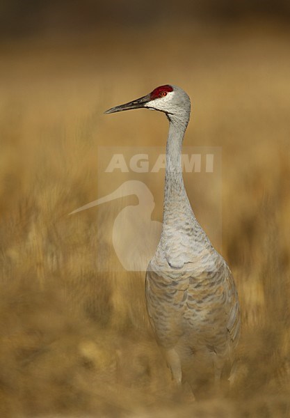 Canadese Kraanvogel, Sandhill Crane, Grus canadensis stock-image by Agami/Danny Green,