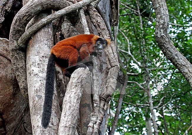 Critically Endangered Red ruffed lemur (Varecia rubra)in its natural habitat on Madagascar. Perched high in canopy of tropical forest. Looking down stock-image by Agami/Pete Morris,