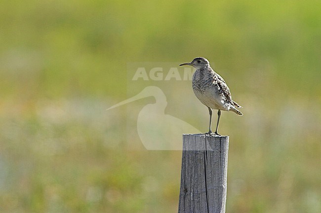 Upland Sandpiper (Bartramia longicauda) perched on a fencepost in Alberta, Canada. stock-image by Agami/Glenn Bartley,