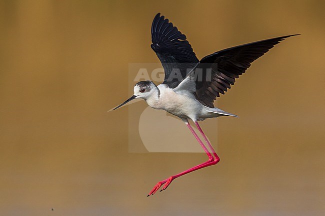 Steltkluut in vlucht; Black-winged Stilt in flight stock-image by Agami/Daniele Occhiato,