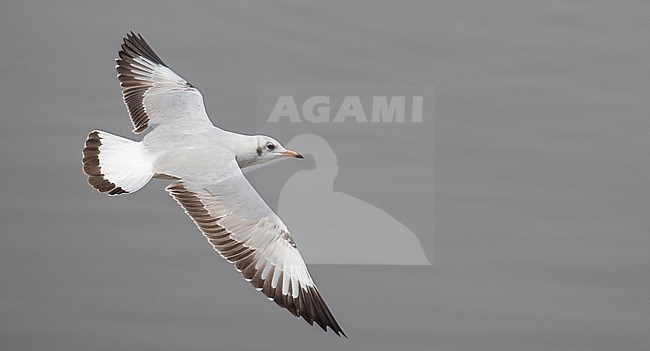 Wintering Brown-headed Gull, Chroicocephalus brunnicephalus, in Thailand. Second calendar year immature bird. stock-image by Agami/Ian Davies,