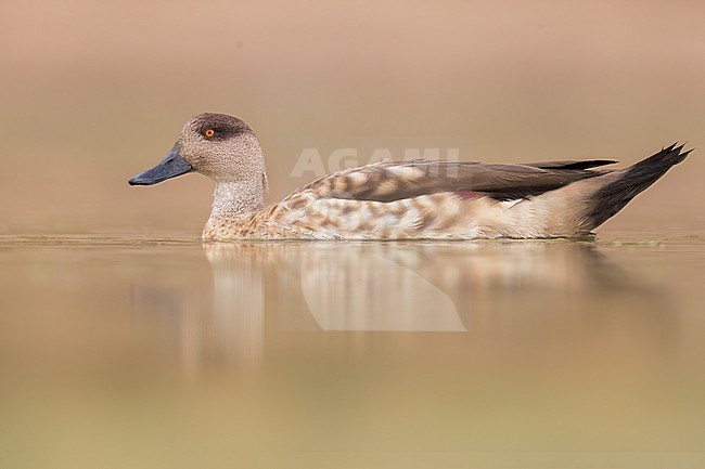 Crested Duck (Lophonetta specularioides)  at a lagoon Argentina stock-image by Agami/Dubi Shapiro,