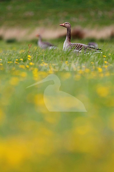 grauwe gans tussen paardenbloemen; Grey Goose among dandelions stock-image by Agami/Chris van Rijswijk,