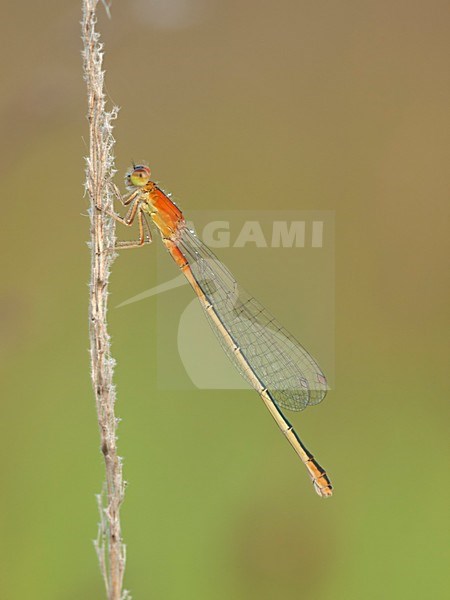 rustende Tengere grasjuffer; resting Scarce Blue-taild Damselfly; stock-image by Agami/Walter Soestbergen,