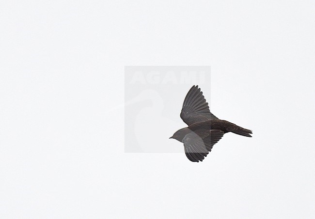 Galapagos Martin (Progne modesta) in flight over the Galapagos islands. stock-image by Agami/Laurens Steijn,