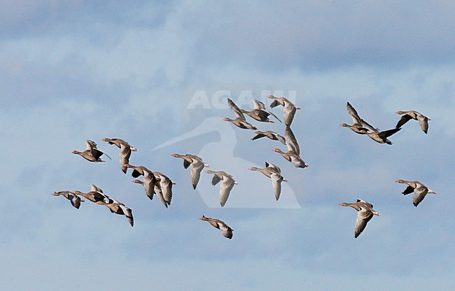 Grauwe Ganzen in vlucht, Greylag Geese in flight stock-image by Agami/Markus Varesvuo,