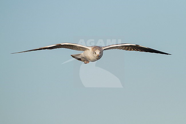 Black-headed Gull - Lachmöwe - Larus ridibundus, Germany, 1st W stock-image by Agami/Ralph Martin,