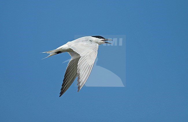 Calling Gull-billed Tern (Gelochelidon nilotica), adult in flight, seen from the side, showing upper wing. stock-image by Agami/Fred Visscher,