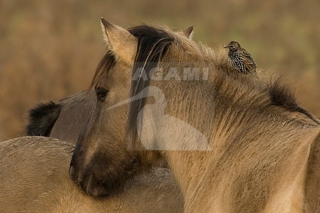 Konikpaard als grazer in natuurgebied; Wild horse as grazer in nature reserve stock-image by Agami/Han Bouwmeester,