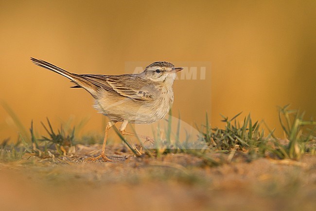 Tawny Pipit - Brachpieper - Anthus campestris, Oman stock-image by Agami/Ralph Martin,