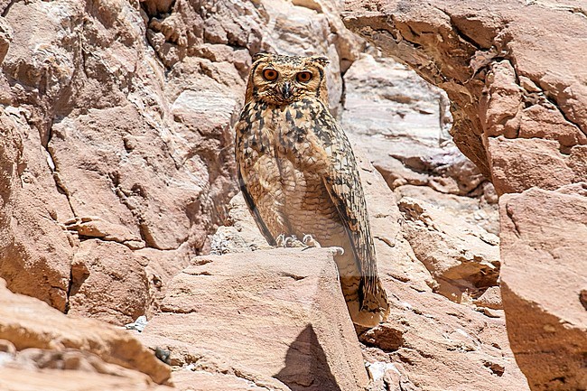 Adult Pharaoh Eagle-Owl sitting on a cliff near Abu Simbel, Egypt. April 2009. stock-image by Agami/Vincent Legrand,
