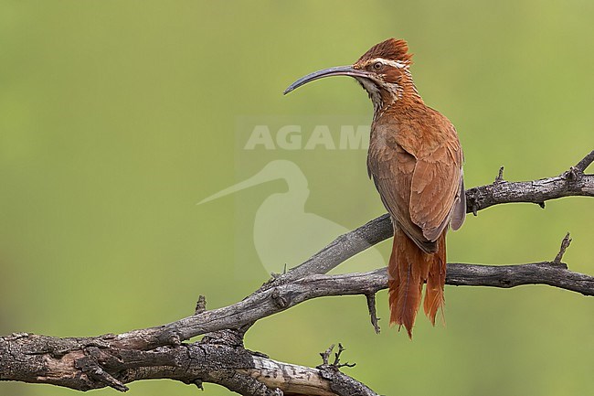 Scimitar-billed Woodcreeper (Drymornis bridgesii) Perched on a branch in Argentina stock-image by Agami/Dubi Shapiro,