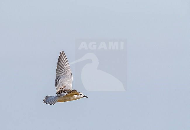 Juvenile Whiskered Tern (Chlidonias hybrida) in the Ebro delta in Spain during autumn. Bird in flight. stock-image by Agami/Marc Guyt,