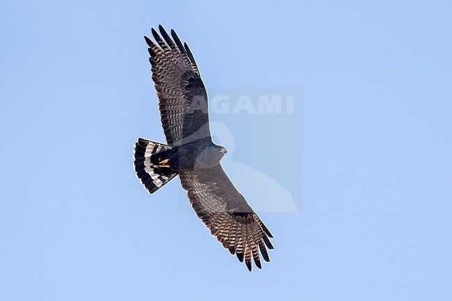 Adult 
Pima Co., AZ
April 2024 stock-image by Agami/Brian E Small,