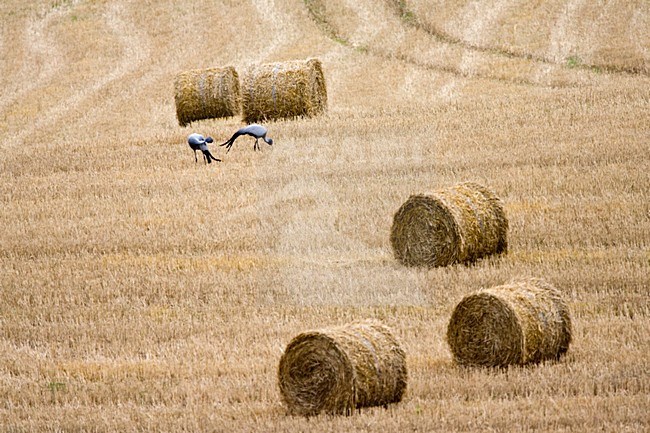 Stanley-kraanvogels foeragerend in graanveld; Blue Cranes foraging in field stock-image by Agami/Marc Guyt,