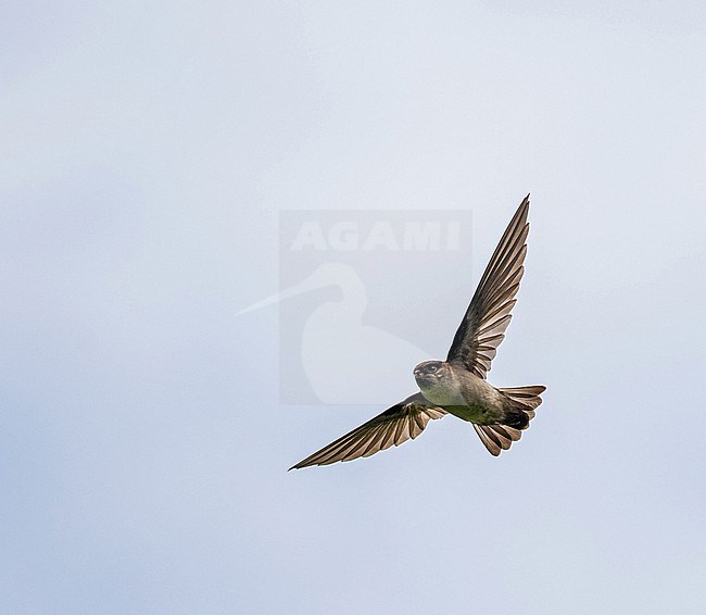 Atiu swiftlet (Aerodramus sawtelli), endemic to Atiu in the Cook Islands. Also known as Sawtell's Swiftlet. stock-image by Agami/Pete Morris,