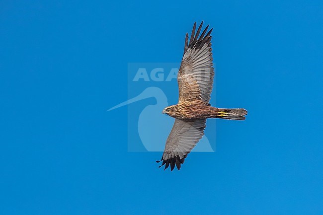 Adult male Western Marsh-Harrier (
Circus aeruginosus harterti) flying over Iwik beach in Banc d'Arguin, Mauritania. stock-image by Agami/Vincent Legrand,