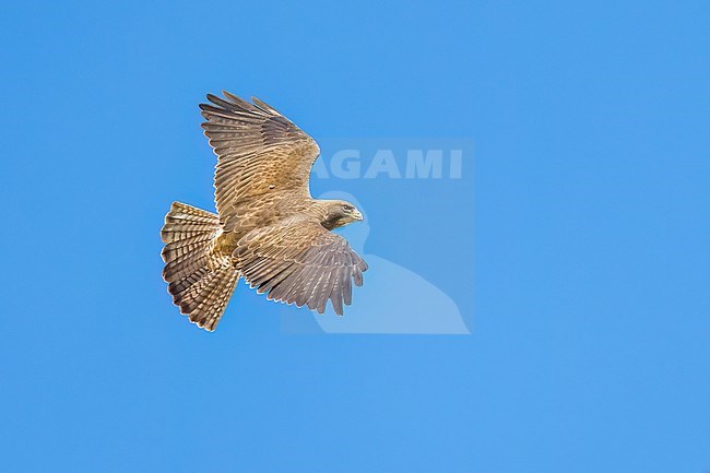 Juvenile (intermediate morph)
San Diego Co., CA
April 2023 stock-image by Agami/Brian E Small,