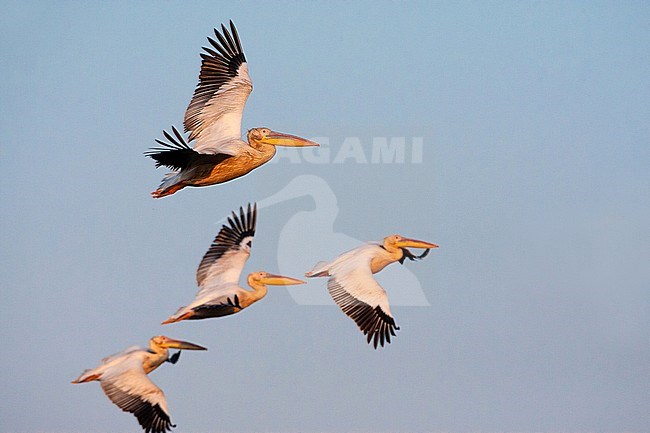 Flock of Great White Pelicans (Pelecanus onocrotalus) in flight during late evening light in Donau Delta, Romania. stock-image by Agami/Marc Guyt,